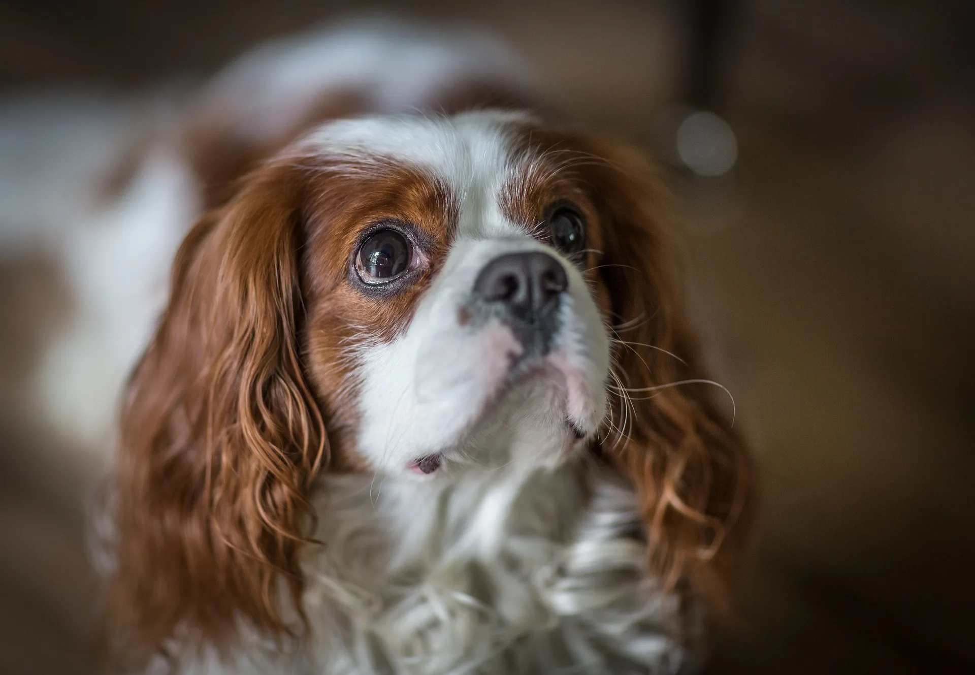 Cavalier King Charles Spaniel