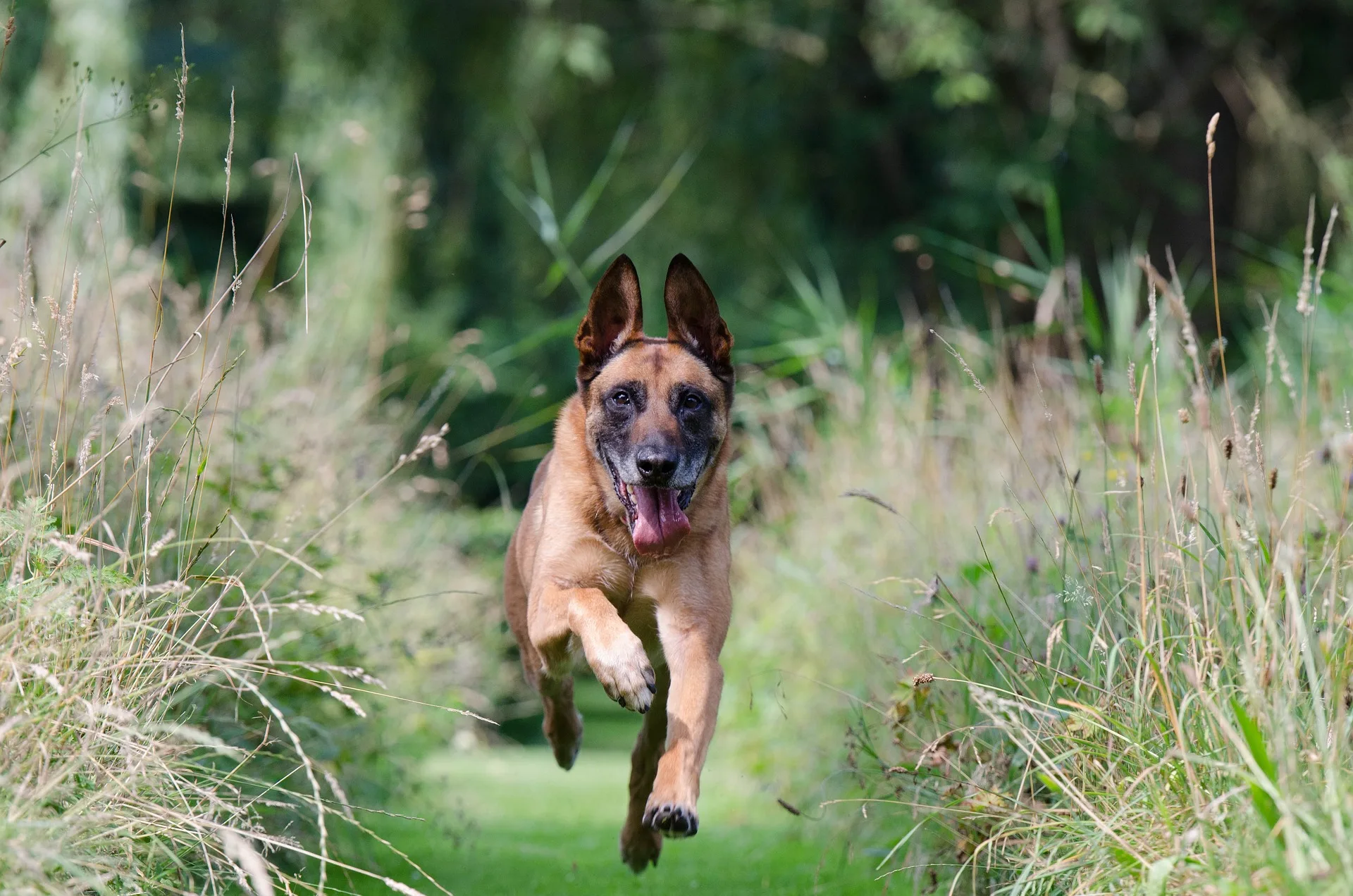 Berger Belge Malinois