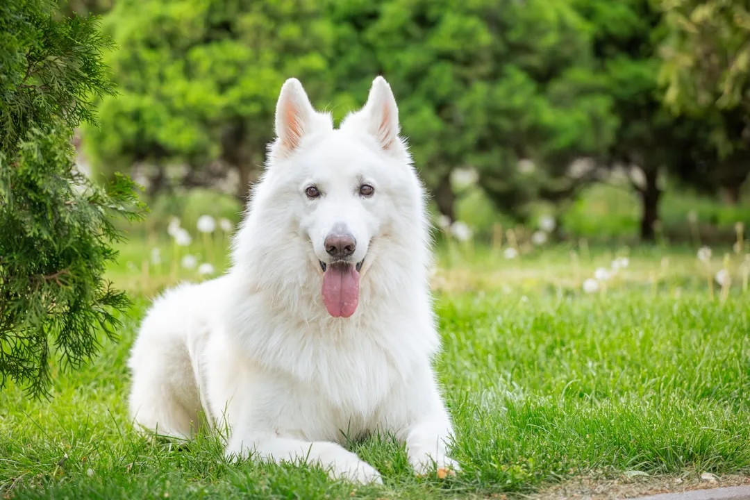 découvrez la loyauté canine, un lien unique entre les chiens et leurs maîtres, marqué par la fidélité, l’amour et la complicité. apprenez ce qui rend la loyauté des chiens si spéciale au quotidien.