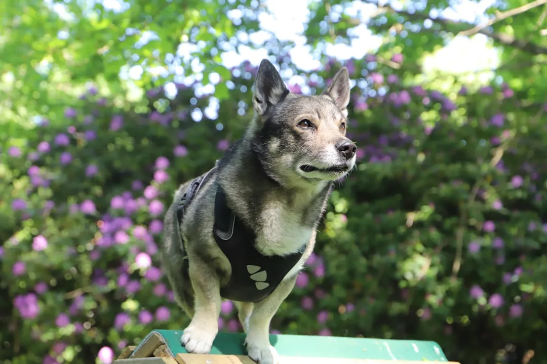 découvrez tout sur la loyauté canine, un trait remarquable qui lie les chiens à leurs maîtres. conseils, comportements et anecdotes pour mieux comprendre la fidélité de votre compagnon à quatre pattes.