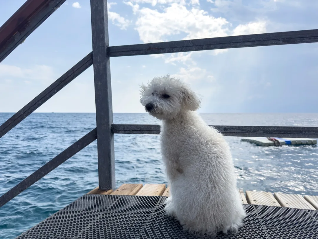 découvrez ce qu'est la loyauté canine : attachement, fidélité et dévouement des chiens envers leurs maîtres. apprenez comment cette relation unique se construit et ce qu’elle apporte au quotidien.