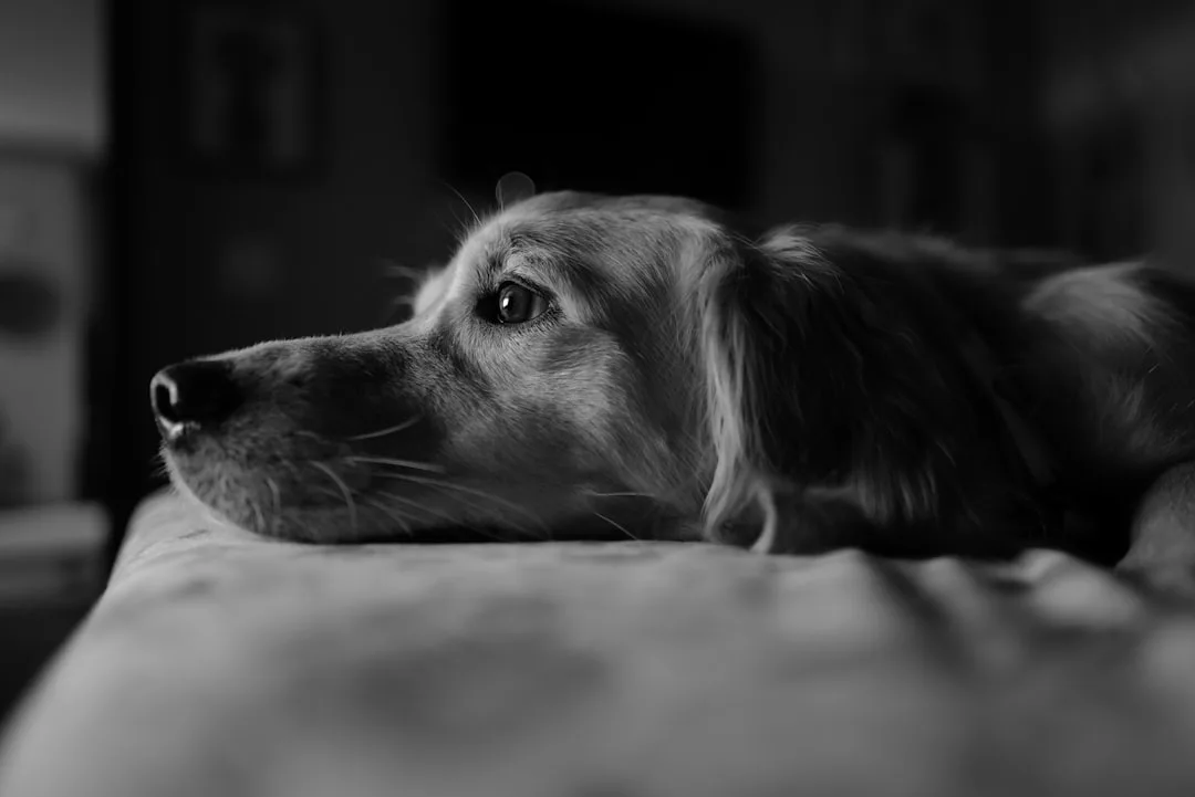 découvrez tout sur la mémoire canine : comment les chiens se souviennent, quels souvenirs ils gardent et comment améliorer leurs capacités mnésiques pour renforcer votre complicité avec votre compagnon à quatre pattes.
