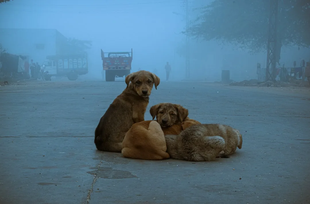 découvrez comment fonctionne la mémoire canine, les capacités d’apprentissage des chiens, et les astuces pour renforcer leurs souvenirs et favoriser leur éducation.
