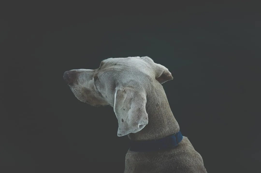 découvrez comment fonctionne la mémoire canine, ses capacités uniques, l'apprentissage chez les chiens et des conseils pour améliorer la mémoire de votre compagnon à quatre pattes.