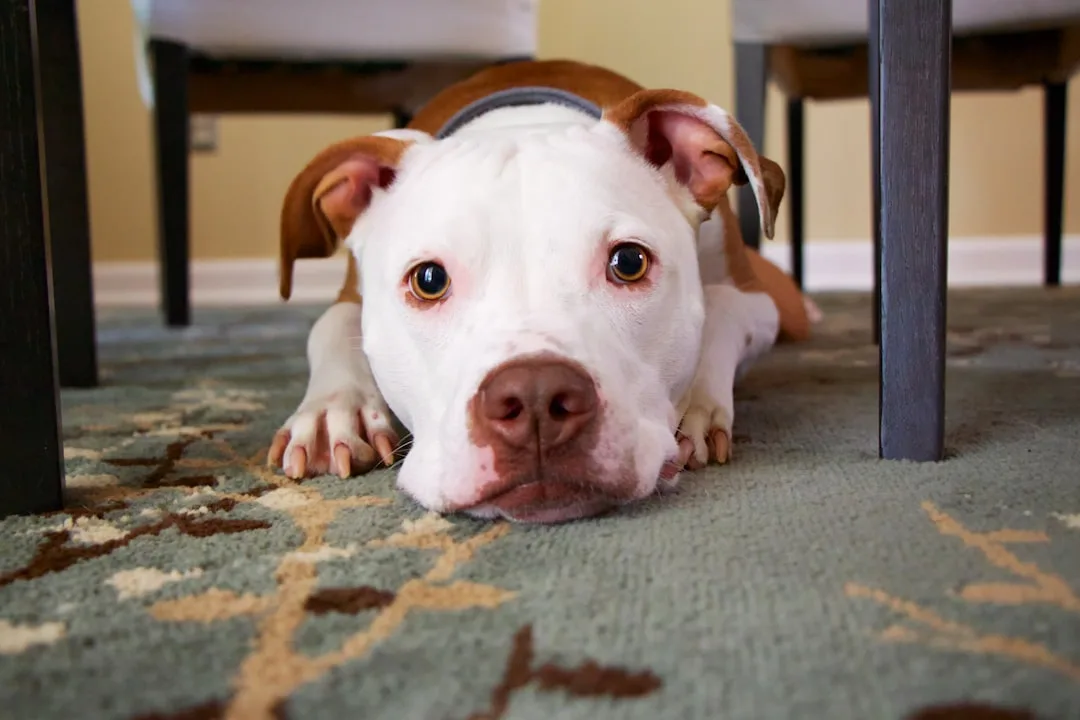 découvrez tout ce qu'il faut savoir sur le chien : races, éducation, alimentation, soins et conseils pour le bien-être de votre fidèle compagnon à quatre pattes.