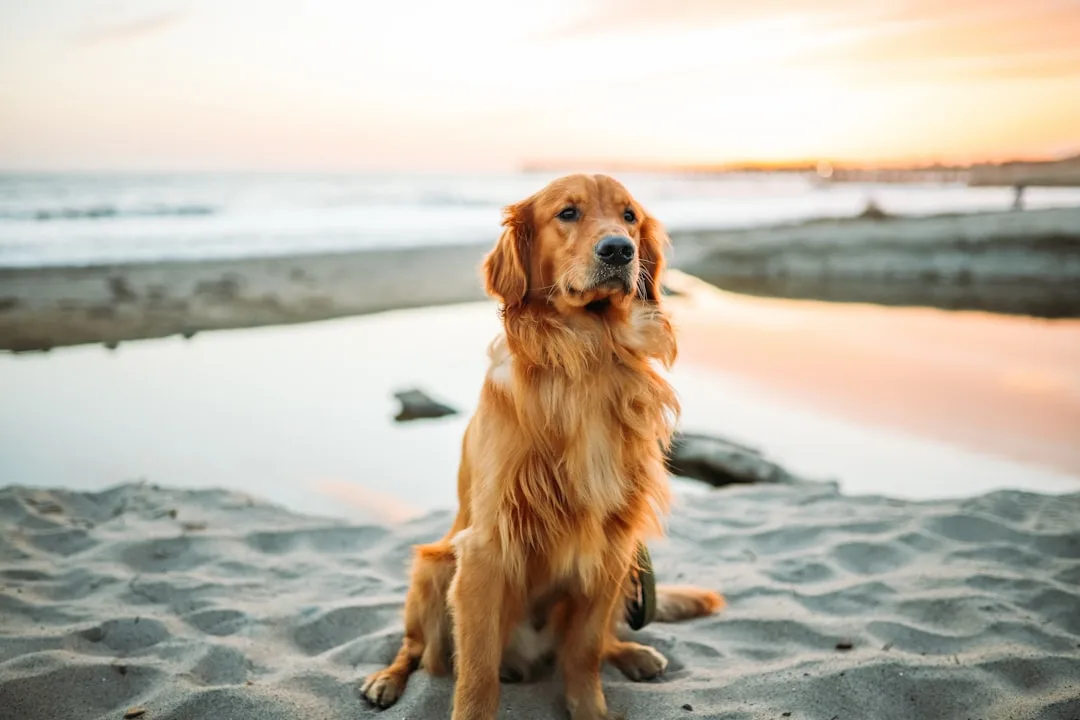 découvrez tout ce qu'il faut savoir sur le chien : conseils d'éducation, races, alimentation, santé et bien-être de votre compagnon à quatre pattes.