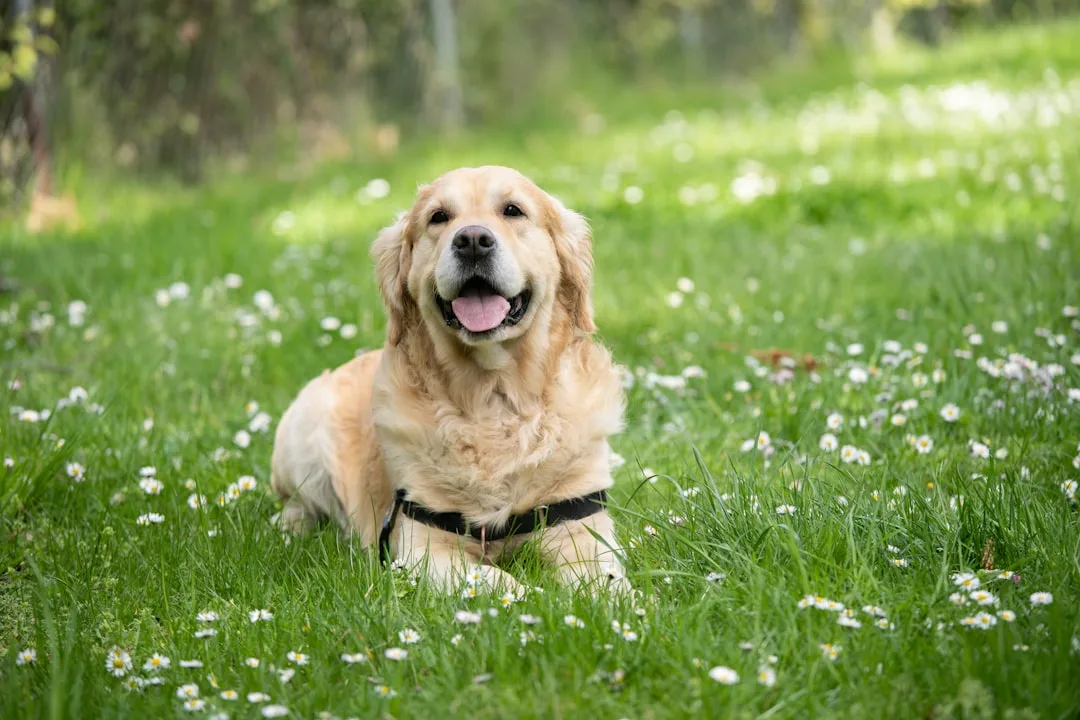 découvrez tout sur le chien : conseils de soins, alimentation, éducation et bien-être pour votre fidèle compagnon à quatre pattes.