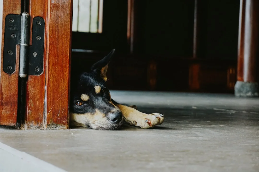 découvrez des conseils pratiques pour prévenir la mélancolie chez le chien. apprenez à reconnaître les signes de tristesse et à améliorer le bien-être de votre animal au quotidien.