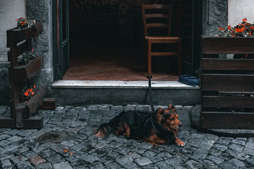 découvrez des conseils efficaces pour prévenir la mélancolie chez le chien et aider votre compagnon à rester heureux et en bonne santé. astuces, prévention et bien-être canin.