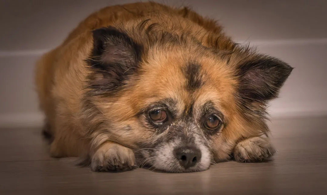 découvrez comment prévenir la mélancolie chez le chien grâce à des conseils pratiques, des astuces de bien-être et des solutions pour favoriser l'équilibre émotionnel de votre animal de compagnie.