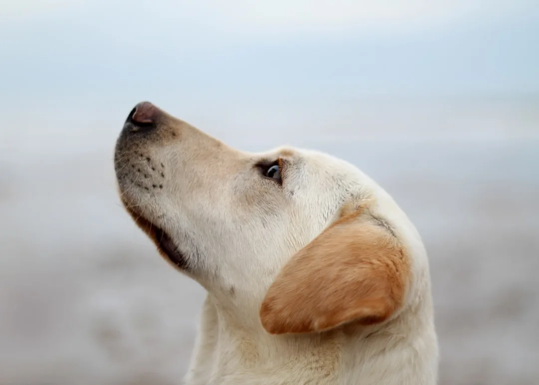 découvrez tout sur la mémoire du chien : comment les chiens se souviennent-ils, quelles sont leurs capacités de mémorisation, et comment améliorer leur mémoire pour renforcer votre complicité.