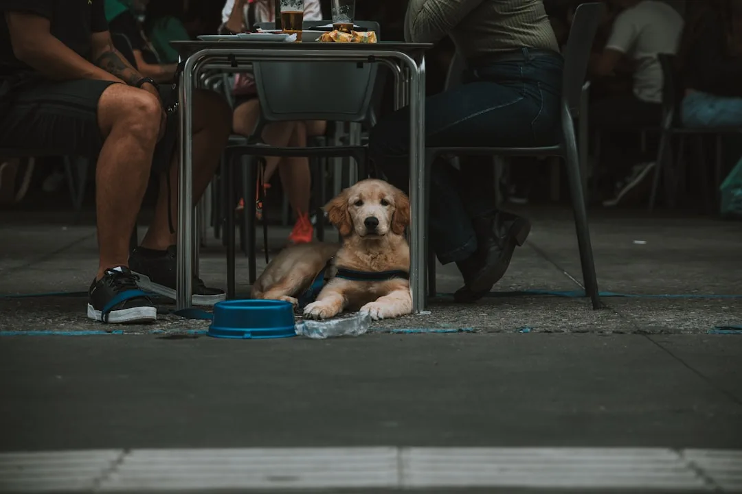 découvrez comment fonctionne la mémoire des chiens, ses capacités, les souvenirs qu'ils gardent et comment renforcer le lien avec votre animal grâce à une meilleure compréhension de leur mémoire.