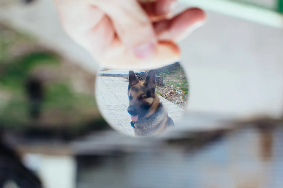 découvrez tout sur la mémoire des chiens : comment ils se souviennent, les capacités d'apprentissage, et les secrets pour renforcer leur mémoire au quotidien.