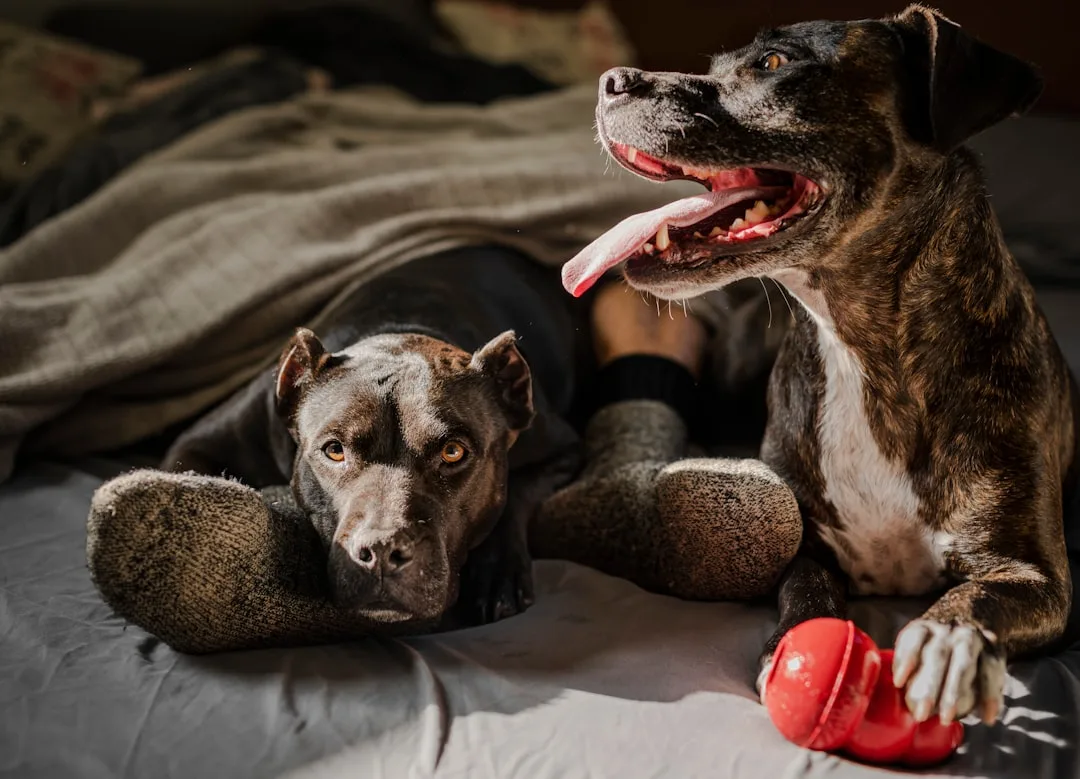 découvrez tout ce qu'il faut savoir sur les chiens : races, éducation, alimentation, santé, conseils pour leur bien-être et adoption. guide complet pour les amoureux des chiens.