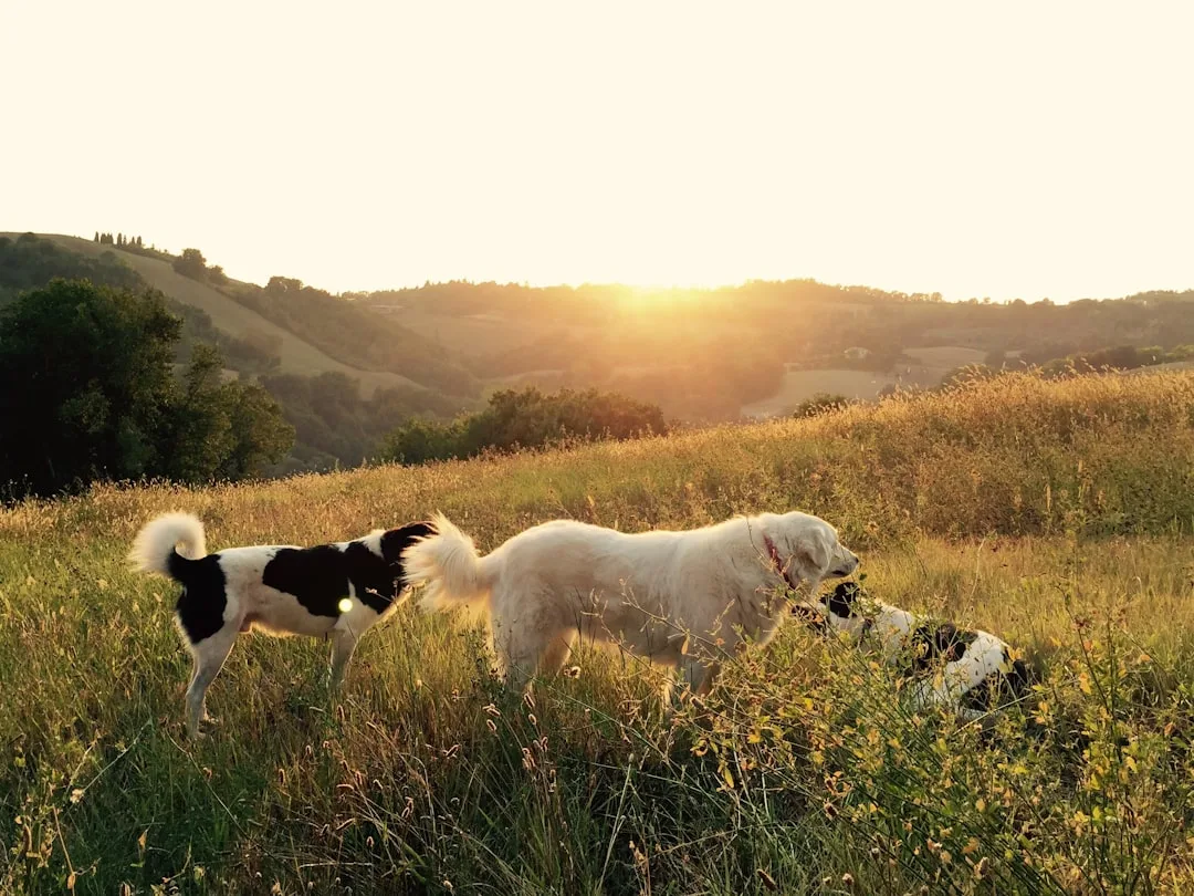 découvrez tout sur les chiens : races, alimentation, éducation, santé et conseils pour prendre soin de votre compagnon à quatre pattes.
