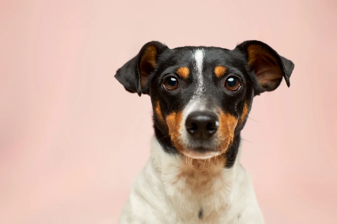 découvrez tout sur les chiens : races, conseils d’éducation, alimentation, soins et astuces pour bien vivre avec votre compagnon à quatre pattes.